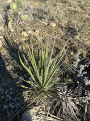 Yucca arkansana