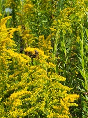 Nomia nortoni nortoni