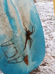 Tigrosa georgicola