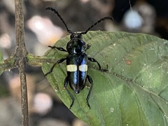 Lissonotus flavocinctus