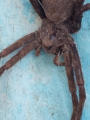 Tigrosa georgicola