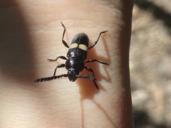 Lissonotus flavocinctus