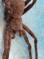 Tigrosa georgicola