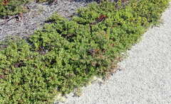 Arctostaphylos pumila