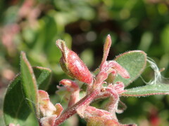 Arctostaphylos pumila