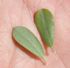 Arctostaphylos pumila