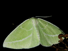 Iulops argocrana