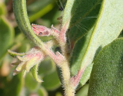 Arctostaphylos pumila