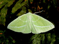 Iulops argocrana
