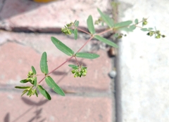 Euphorbia serrula