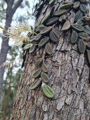 Dendrobium linguiforme
