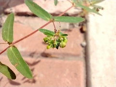 Euphorbia serrula