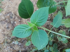 Dicliptera roxburghiana