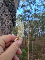 Dendrobium linguiforme