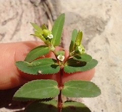 Euphorbia serrula