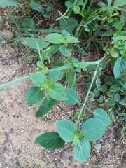 Dicliptera roxburghiana