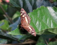 Anthanassa drusilla