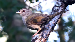 Arremonops rufivirgatus