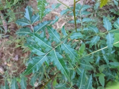 Azadirachta indica