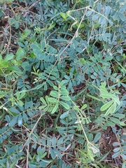 Indigofera spicata