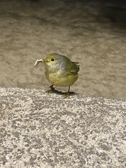 Setophaga petechia aureola