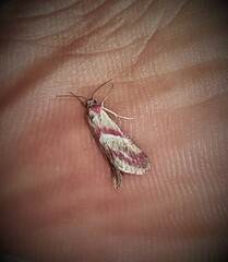 Mojaviodes blanchardae
