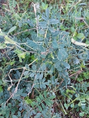 Indigofera spicata