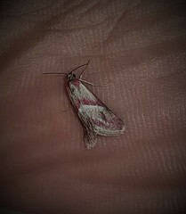 Mojaviodes blanchardae