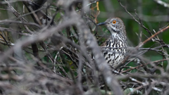 Toxostoma longirostre