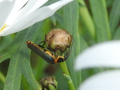 Chauliognathus lugubris
