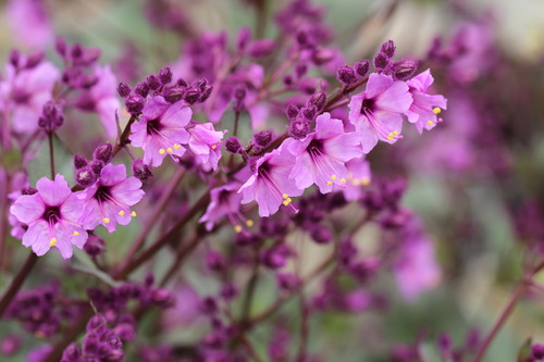 Mirabilis elegans (Mirabilis elegans)