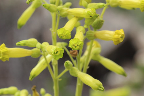 Image of Nicotiana solanifolia by (c) Cesar Ormazabal, some rights reserved (CC BY)