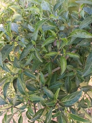 Capsicum frutescens
