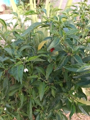 Capsicum frutescens