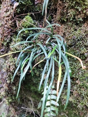 Haplopteris anguste-elongata
