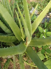 Aloe vera