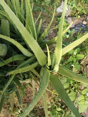 Aloe vera