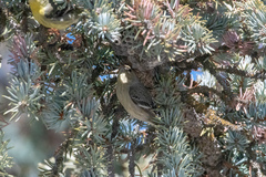 Spinus psaltria