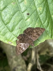 Pellicia arina