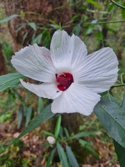Hibiscus heterophyllus