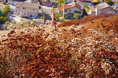 Eriogonum fasciculatum foliolosum