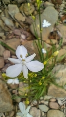 Libertia paniculata