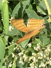 Marpesia berania