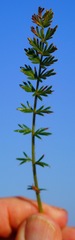 Frankenia salina