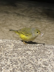 Setophaga petechia aureola