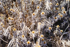 Heterotheca sessiliflora