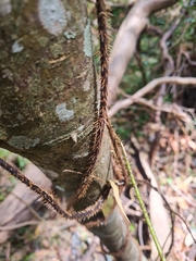Echinostephia aculeata