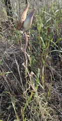 Asclepias engelmanniana