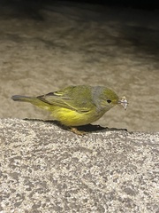 Setophaga petechia aureola