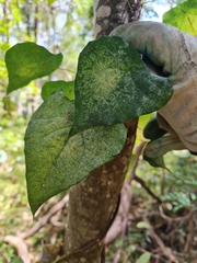 Echinostephia aculeata
